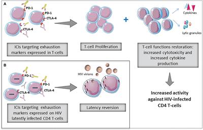 Immune checkpoint inhibitors as potential therapy for reverting T-cell exhaustion and reverting HIV latency in people living with HIV